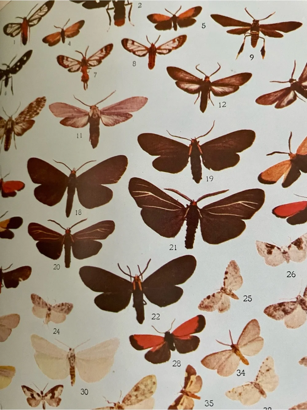 Dover Publications title moth